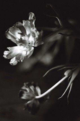 les tulipes