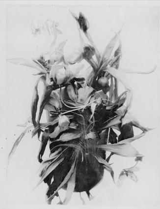 Polaroïd type 55